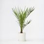 Voir la diapositive 5 : PLANT IN A BOX Palmier Dattier des Canaries - Phoenix canariensis - Hauteur 50-60cm - ⌀15cm