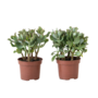 Voir la diapositive 1 : PLANT IN A BOX Plante de jade - Lot de 2 - Crassula arborescens 'Curly' - Pot 12 cm