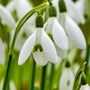 Voir la diapositive 3 : PLANT IN A BOX Perce-neige - Set de 50 - Galanthus elwesii - Bulbes à fleurs - Blanc