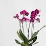 Voir la diapositive 3 : PLANT IN A BOX Orchidée papillon - Phalaenopsis Multiflora avec panier - Hauteur 35-45cm -⌀12cm