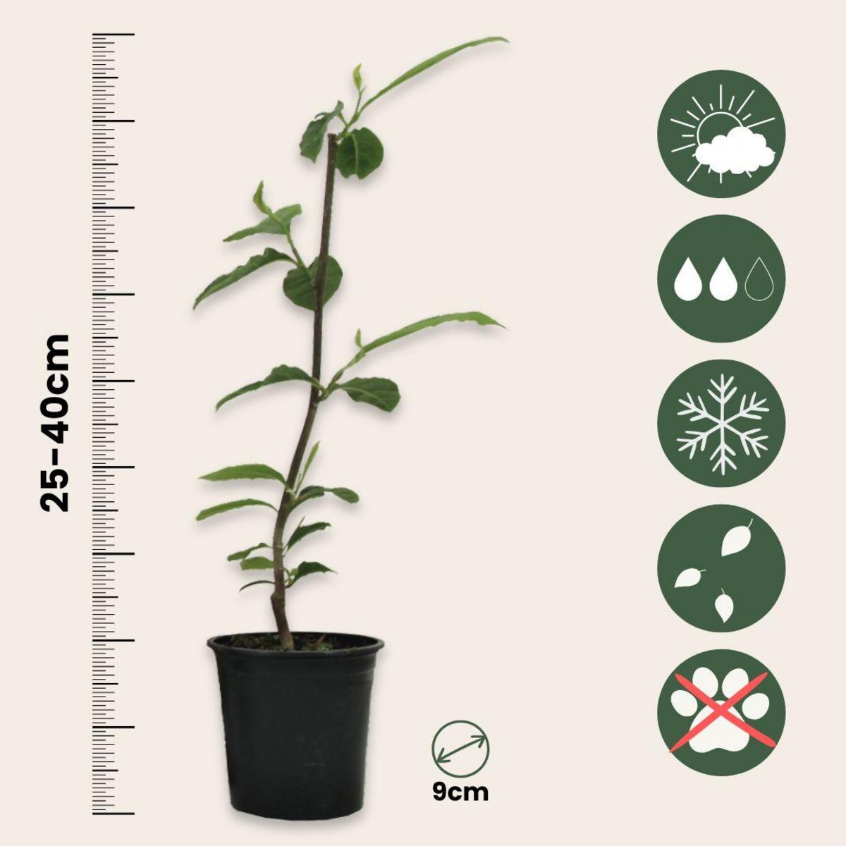 PLANT IN A BOX Arbre à tulipes - Set de 6 - Magnolia - Hauteur 25-40cm - ⌀9cm