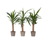 PLANT IN A BOX Pied d'éléphant - Set de 3 - Yucca elephantipes - Hauteur 50-60cm - ⌀14cm