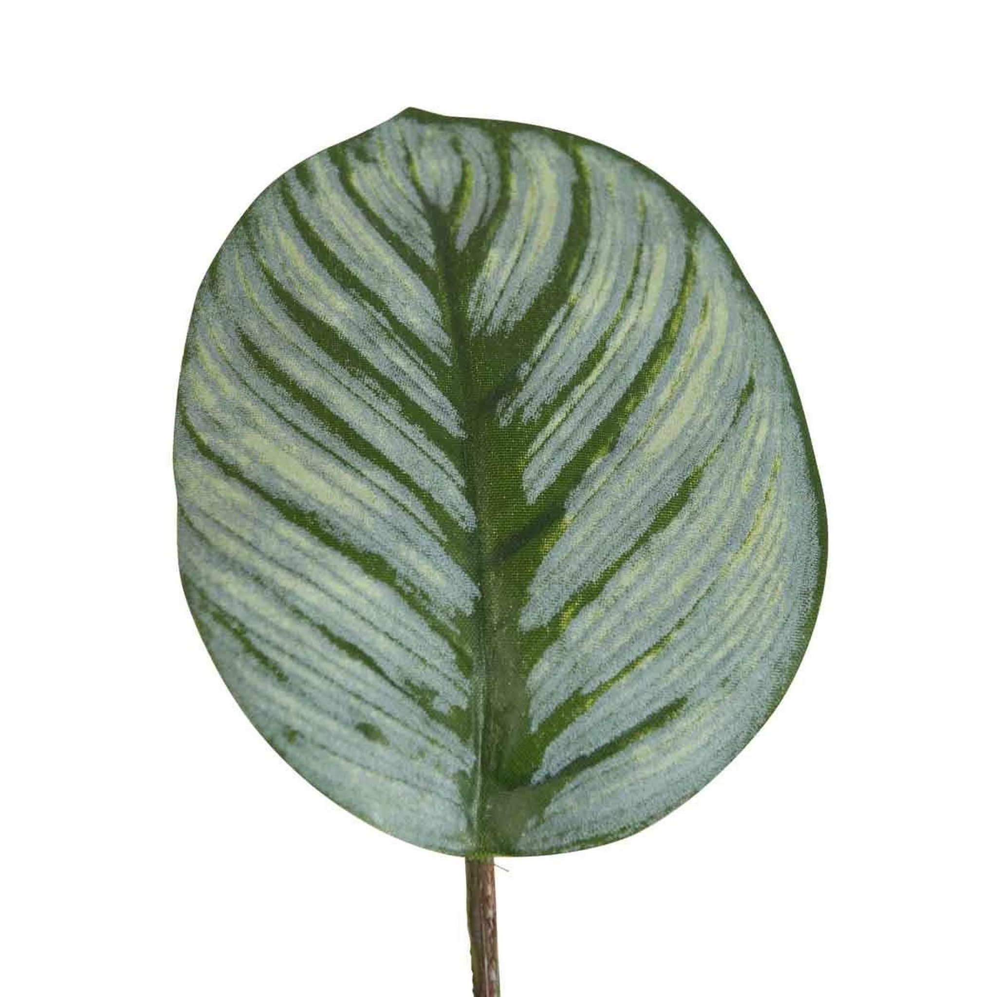 Voir la diapositive 2 : J-LINE Plante Artificielle en Pot  Calathee  56cm Vert