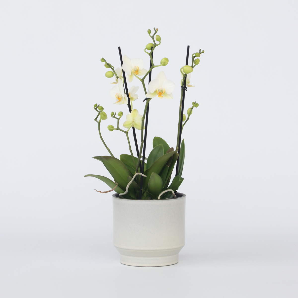 PLANT IN A BOX Orchidée papillon - Phalaenopsis Multiflora - Hauteur 35-45cm - ⌀12cm
