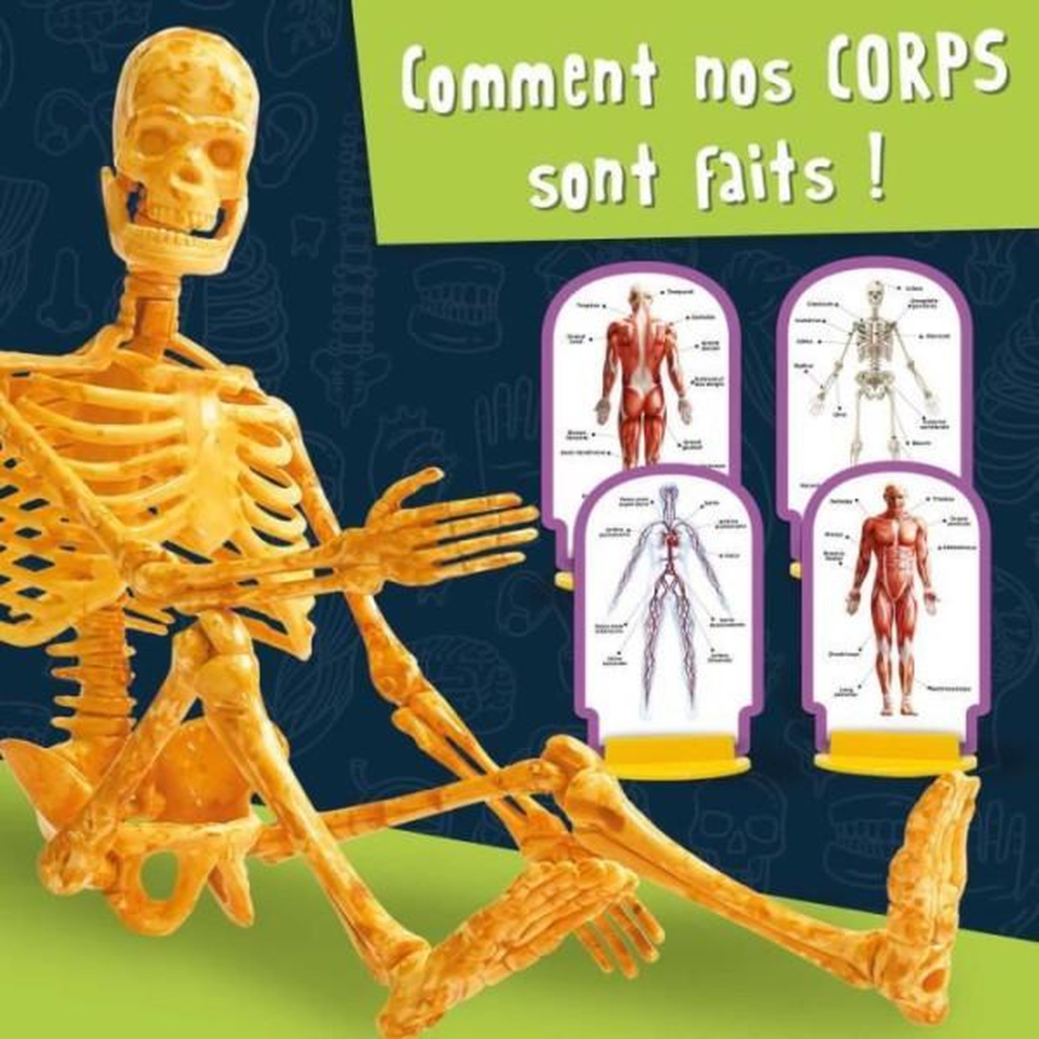 Voir la diapositive 3 : LISCIANI GIOCHI Découverte du corps humain - Kit Scientifique - I'M A GENIUS POCKET - Modele 3D