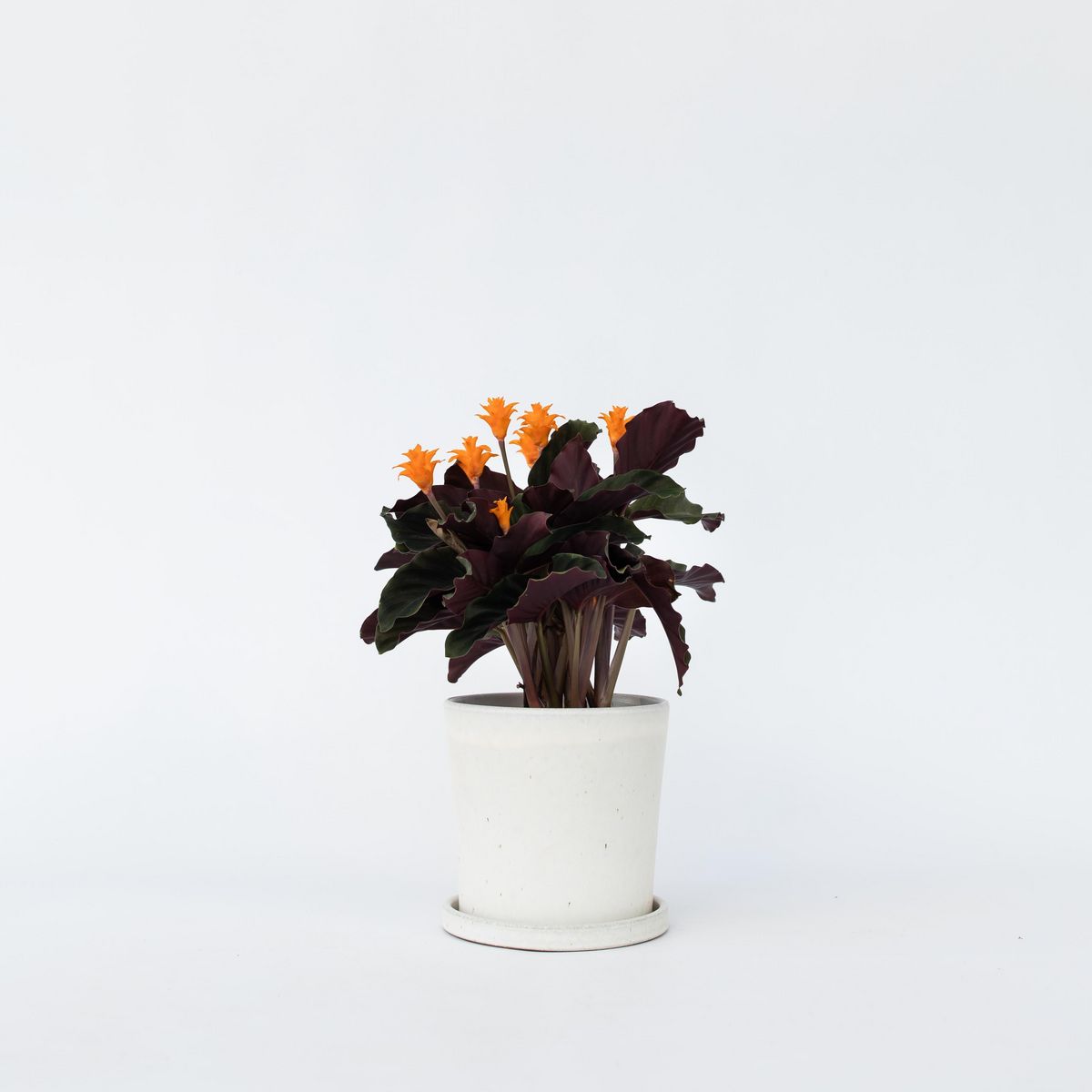 PLANT IN A BOX Calathée - Calathea crocata 'Tassmania' - Hauteur 40-50cm - ⌀14cm