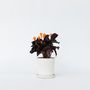 Voir la diapositive 5 : PLANT IN A BOX Calathée - Calathea crocata 'Tassmania' - Hauteur 40-50cm - ⌀14cm