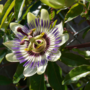 Voir la diapositive 3 : PLANT IN A BOX Passiflore - Set de 6 - Passiflora edulis 'Frederick' - Hauteur 25-40cm - ⌀9cm