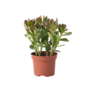 Voir la diapositive 1 : PLANT IN A BOX Arbre à jade - Crassula ovata - Hauteur 15-25cm - ø12cm