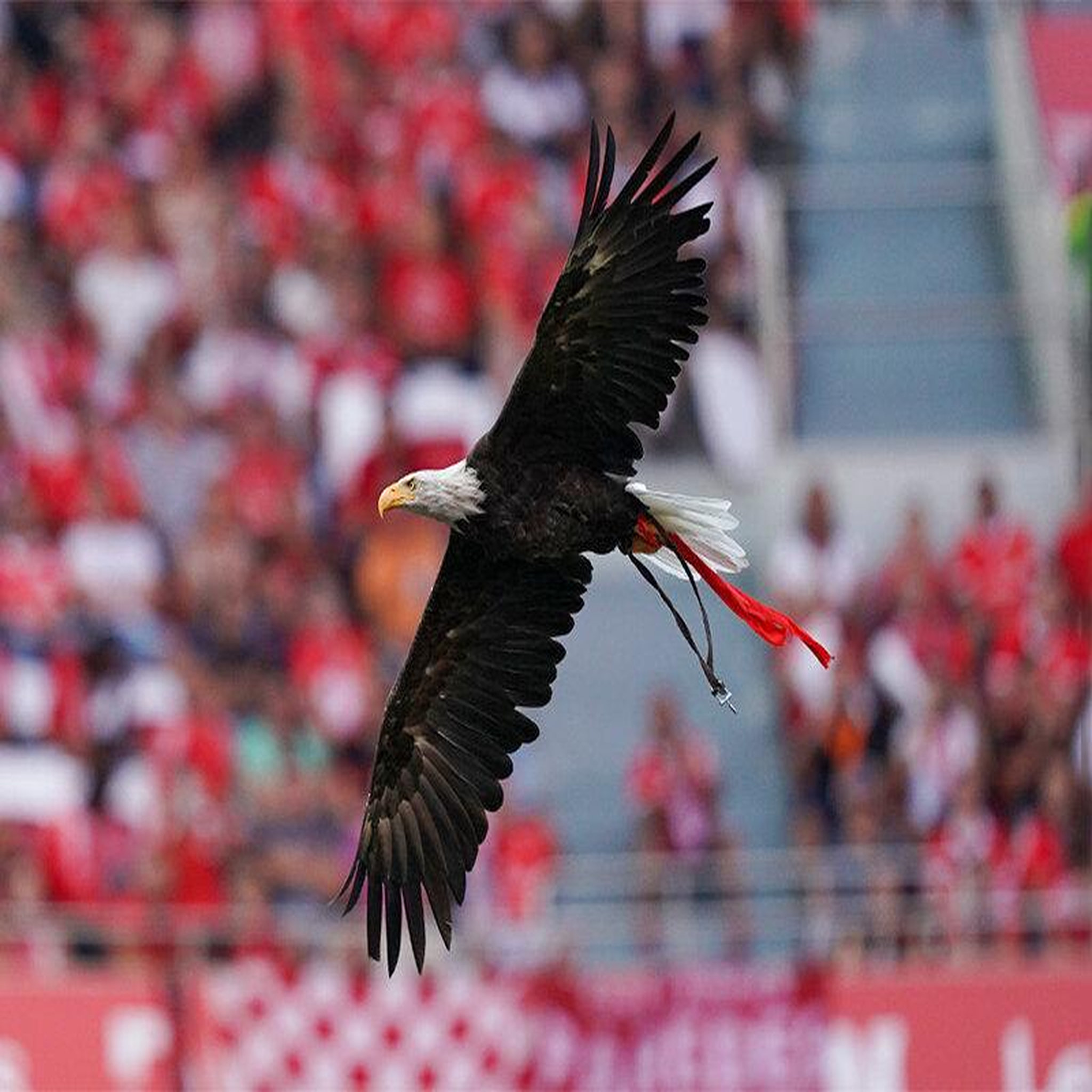 Voir la diapositive 4 : Smartbox Visite du stade de Luz et du musée Sport Lisboa e Benfica avec écharpe du club - Coffret Cadeau Sport & Aventure