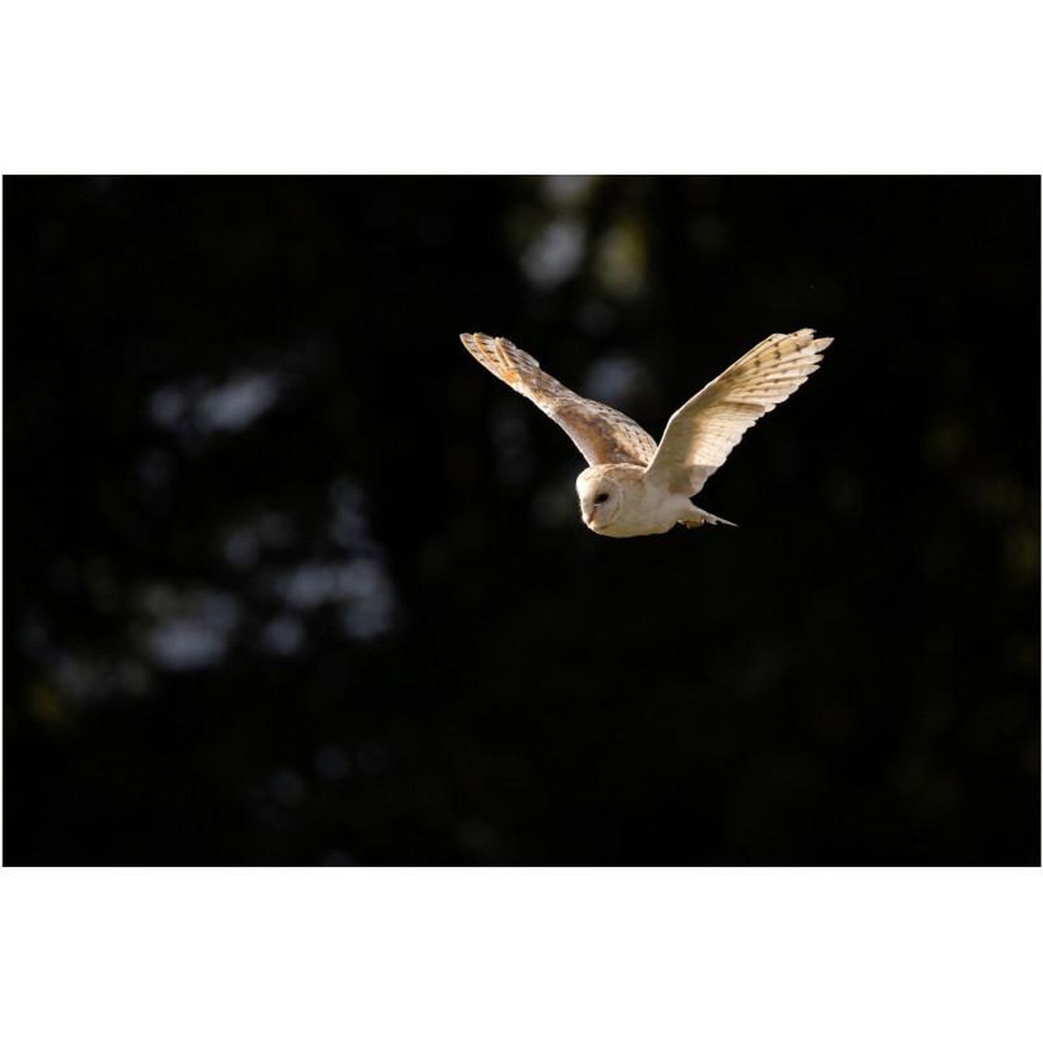 Voir la diapositive 4 : Canon Objectif zoom Canon RF 200 800mm f 6.3 9 IS USM