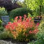 Voir la diapositive 5 : PLANT IN A BOX Andromède du Japon - Set de 2 - Pieris 'Forest Flame' - Hauteur 25-40cm - ⌀17cm