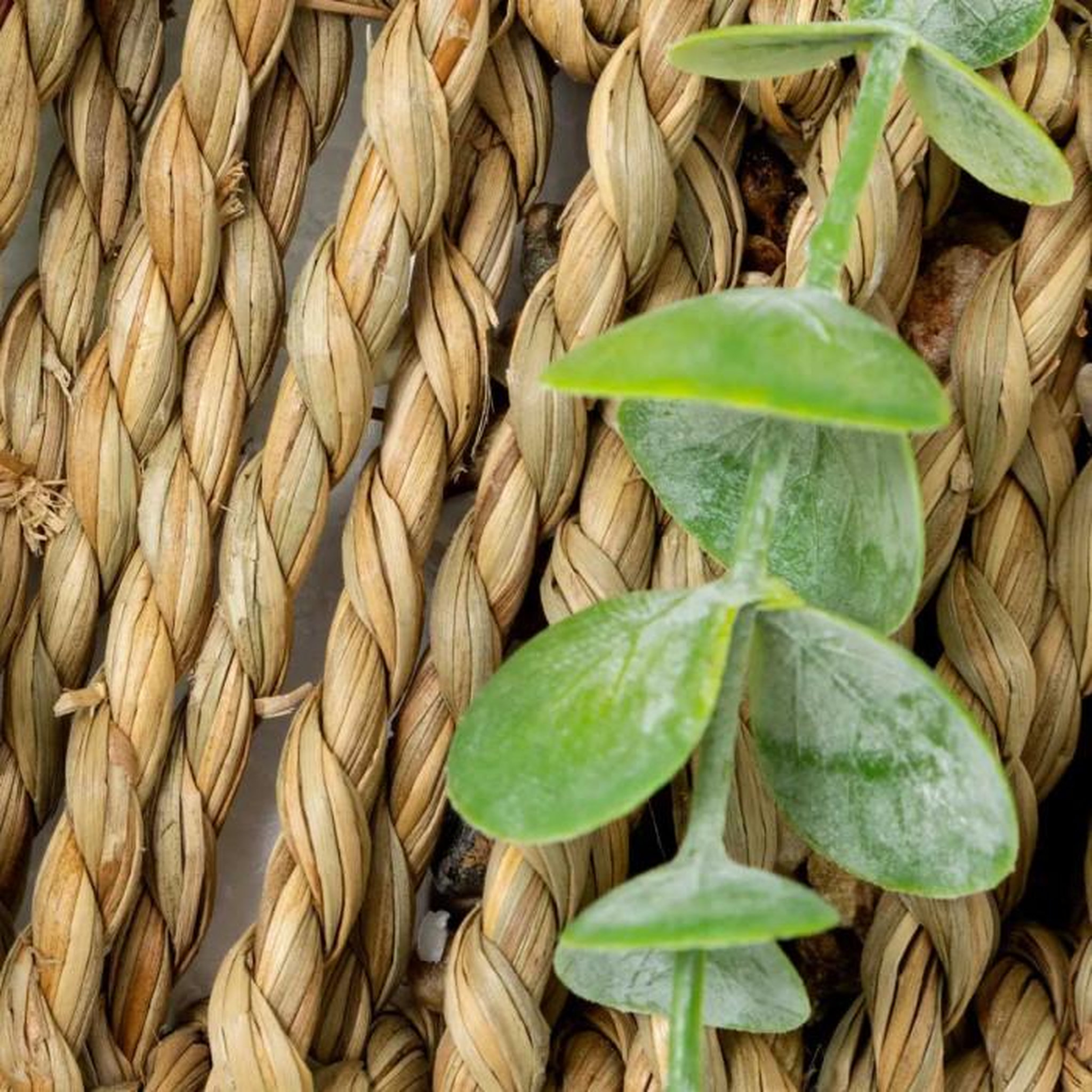 Voir la diapositive 2 : ATMOSPHERA Eucalyptus Artificiel à Suspendre  Zéa  70cm Naturel