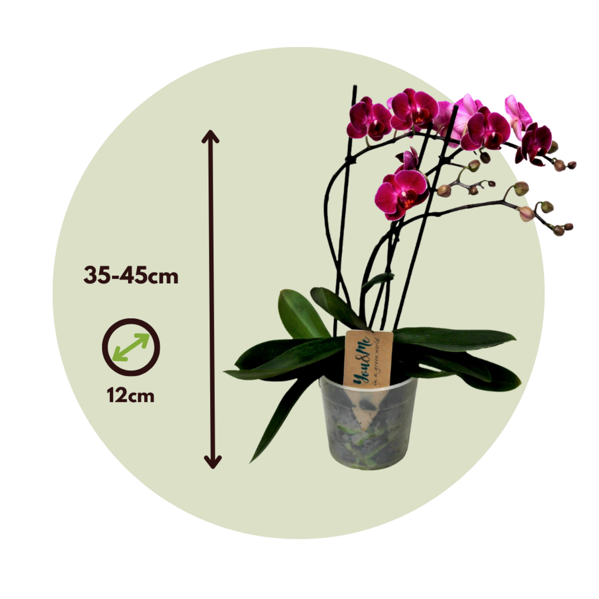 PLANT IN A BOX Orchidée papillon - Phalaenopsis Multiflora - Hauteur 35-45cm - ⌀12cm