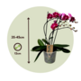 Voir la diapositive 2 : PLANT IN A BOX Orchidée papillon - Phalaenopsis Multiflora - Hauteur 35-45cm - ⌀12cm