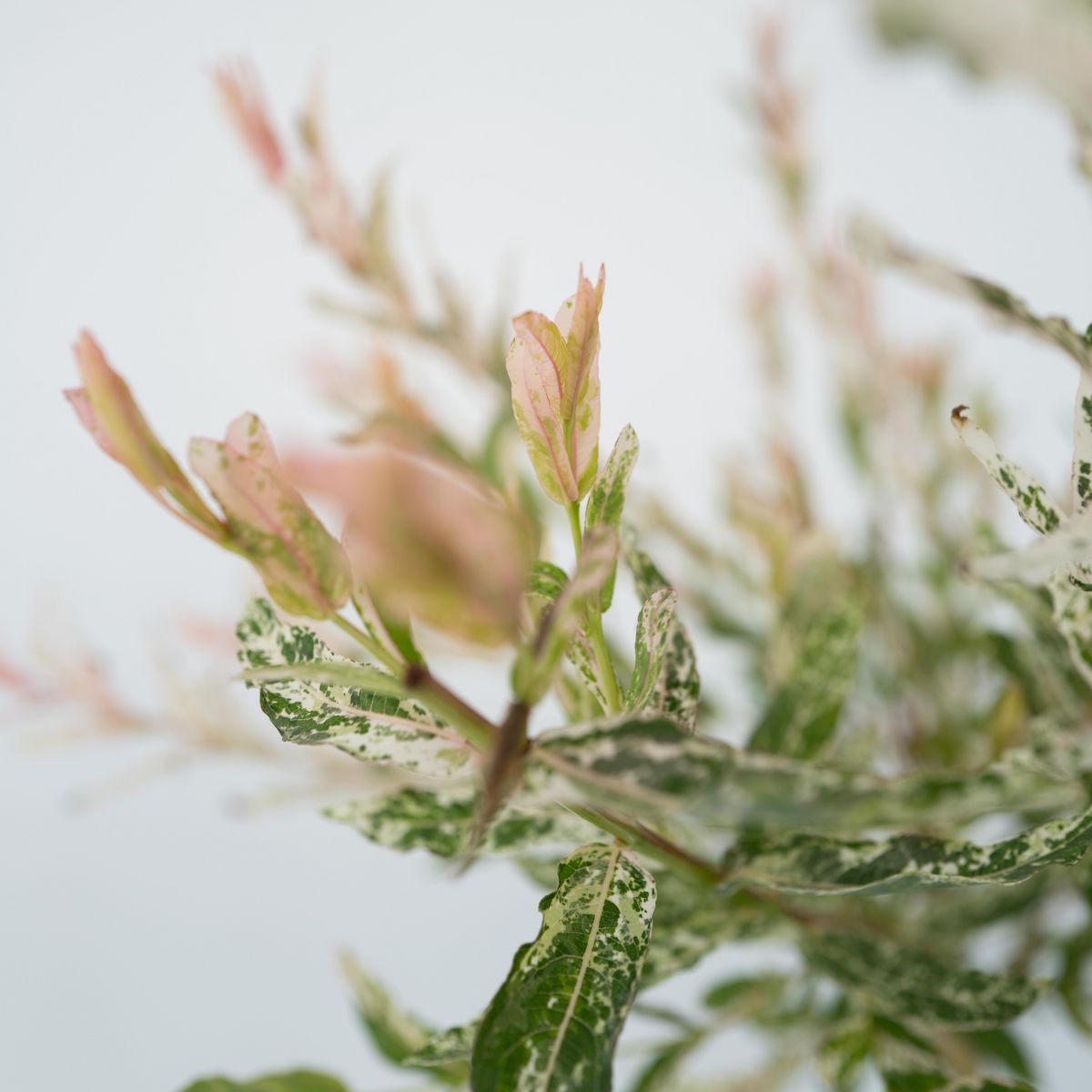 PLANT IN A BOX Saule crevette - Salix integra 'Flamingo' - Hauteur 60-80cm - Pot 17cm