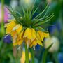 Voir la diapositive 3 : PLANT IN A BOX Fritillaire jaune - Set de 3 - Fritillaria 'lutea' - Bulbes à fleurs - Jaune