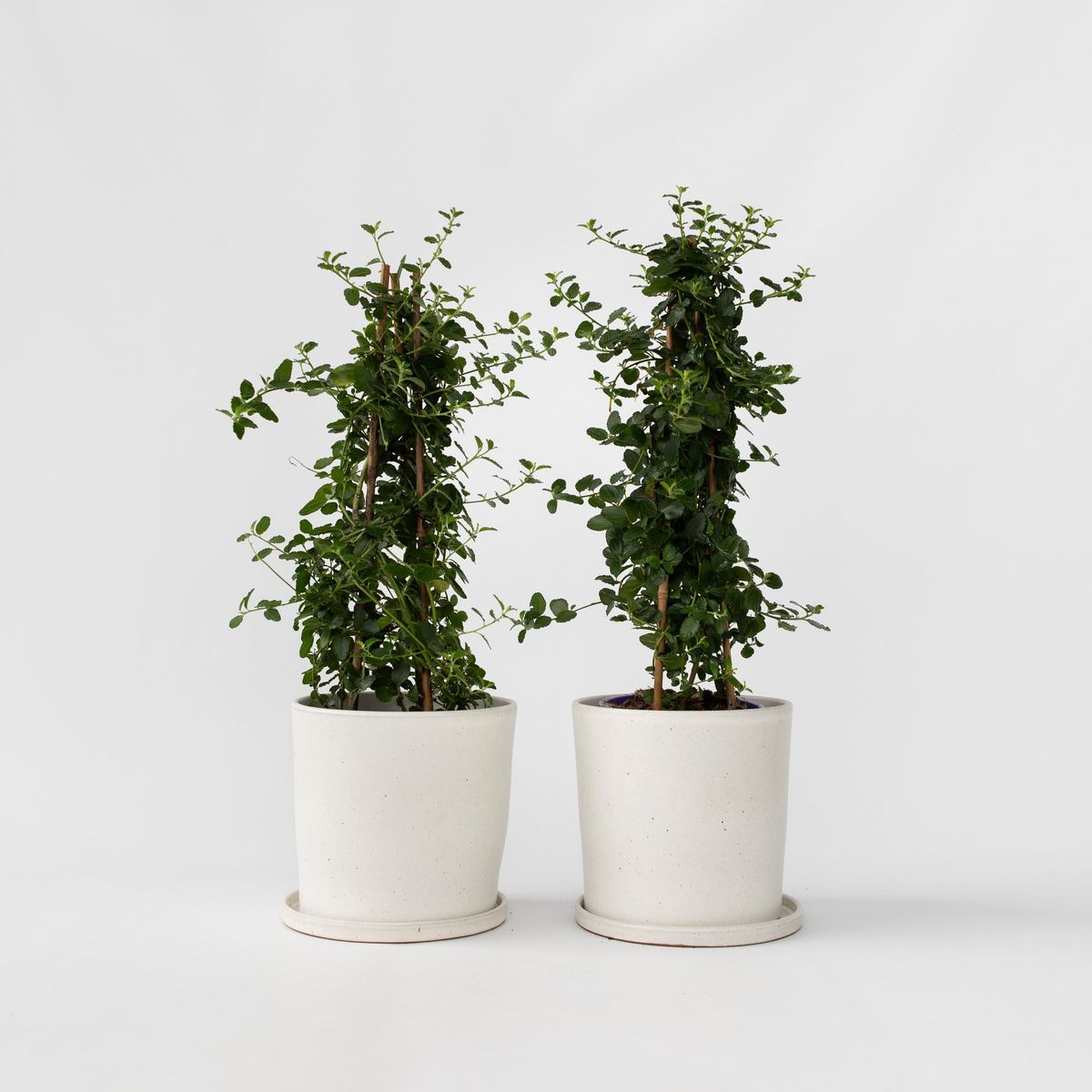 PLANT IN A BOX Lilas de Californie - Set de 2 - Ceanothus Repens - H60-70cm - ⌀17cm