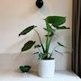 Voir la diapositive 5 : PLANT IN A BOX Plante éléphant - Alocasia 'Cucullata' - Hauteur 70-80cm - ⌀19cm