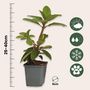 Voir la diapositive 2 : PLANT IN A BOX Buisson à fleurs - Set de 6 - Rhododendron catawbiense - Hauteur 25-40cm - ⌀9cm