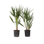 Voir la diapositive 1 : PLANT IN A BOX Palmier nain - Set de 2 - Chamaerops humilis - Hauteur 50-60cm - ⌀15cm