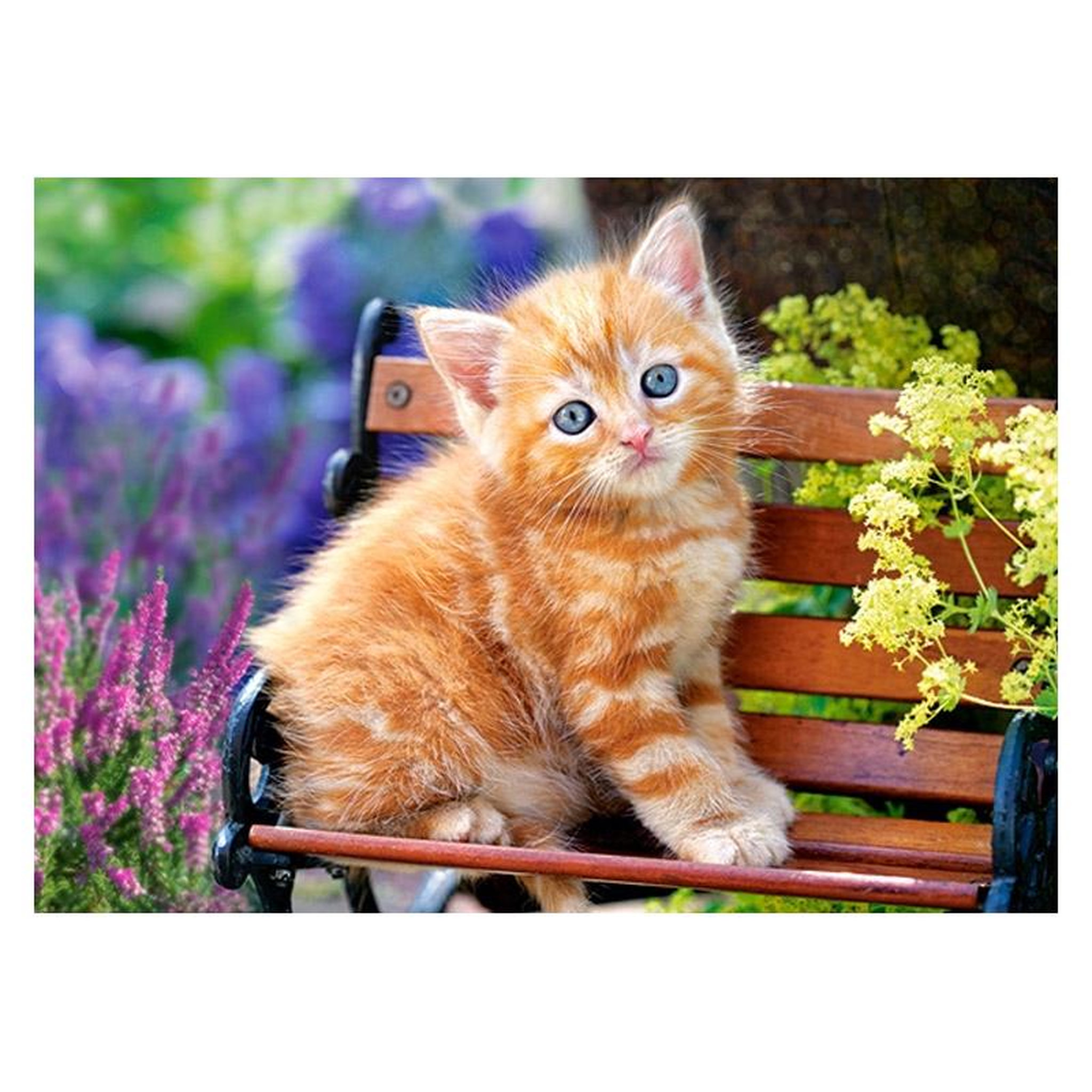 Castorland Puzzle 180 pièces : chaton sur un banc