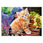 Voir la diapositive 1 : Castorland Puzzle 180 pièces : Chaton sur un banc