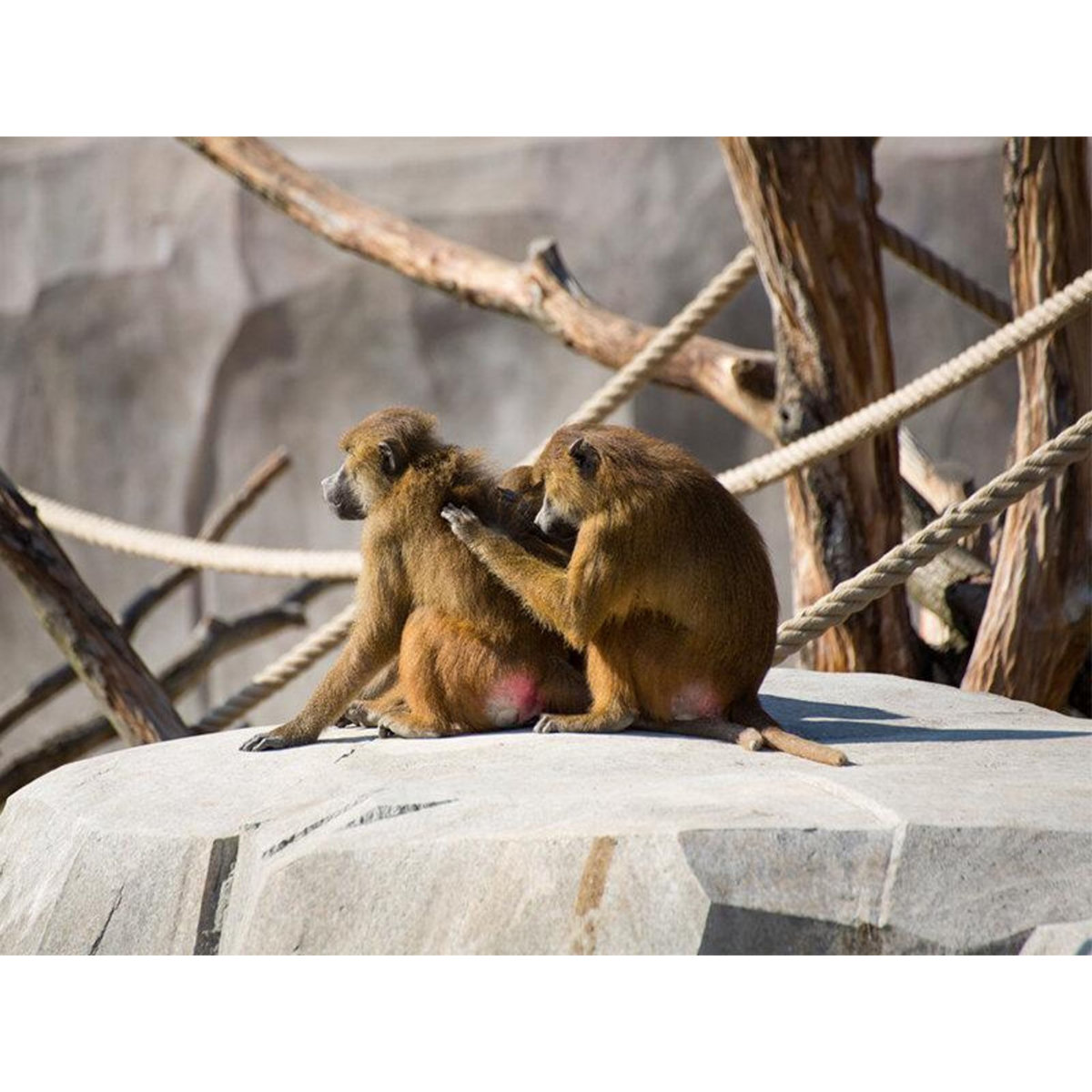 Smartbox Activité en famille : entrée pour 2 adultes et 2 enfants au Parc Zoologique de Paris - Coffret Cadeau Sport & Aventure