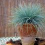 Voir la diapositive 5 : PLANT IN A BOX Fétuque - Set de 9 - Festuca glauca 'Elijah Blue' - Hauteur 10-15cm - ⌀9cm