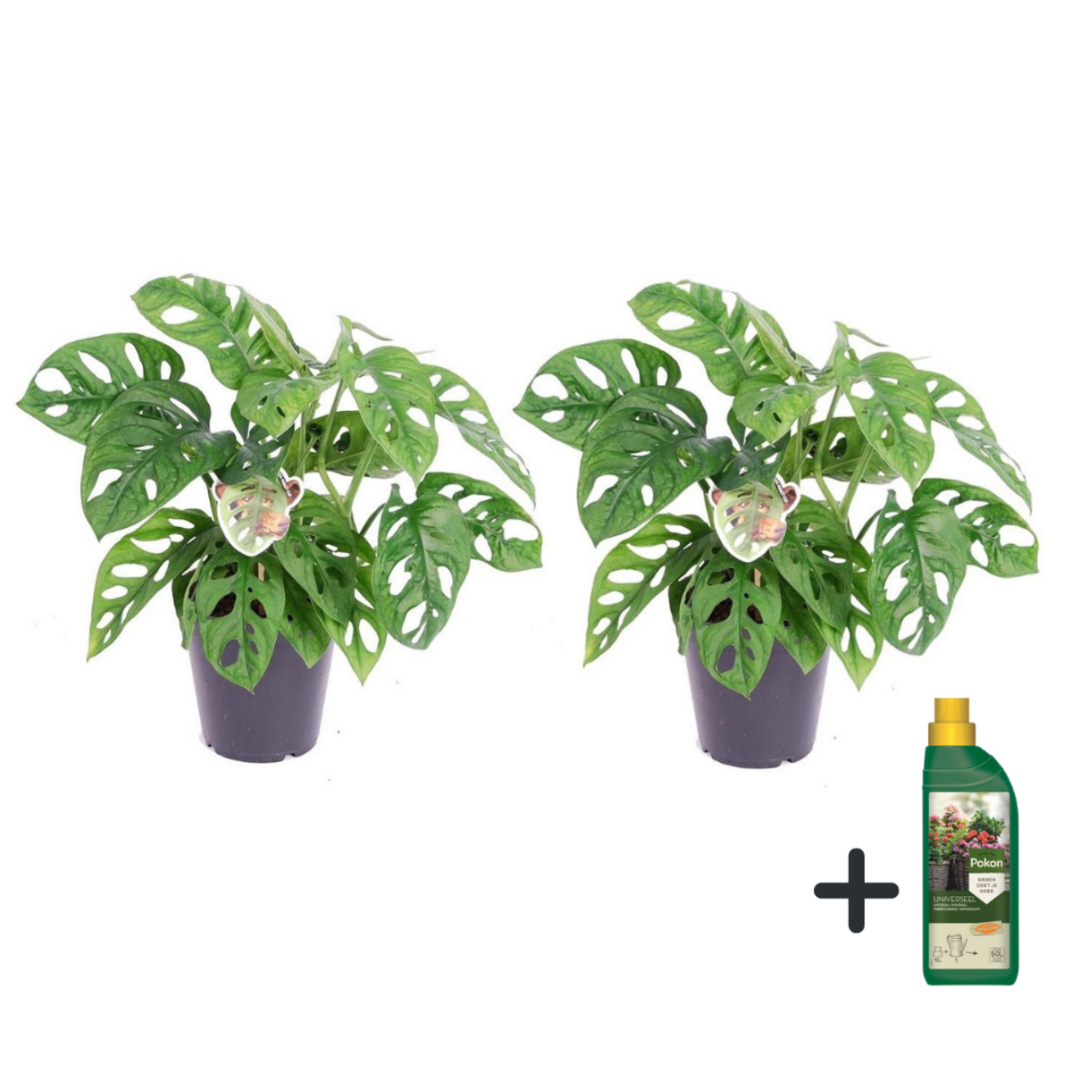 PLANT IN A BOX Plante à trous - Set de 2 - Monstera 'Monkey Mask' - Hauteur 25-30cm - ⌀12cm