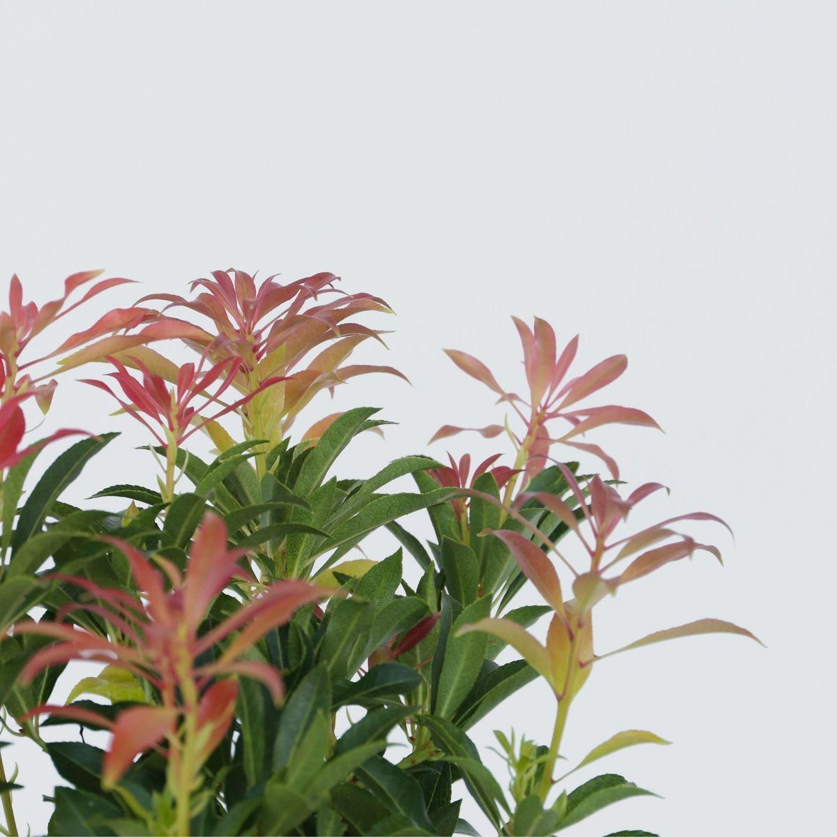PLANT IN A BOX Andromède du Japon - Set de 4 - Pieris 'Forest Flame' - Hauteur 25-40cm - ⌀17cm