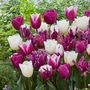 Voir la diapositive 4 : PLANT IN A BOX Tulipe - Set de 35 - Tulipa 'Pastel' - Bulbes à fleurs