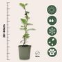 Voir la diapositive 2 : PLANT IN A BOX Kiwi - Set de 6 - Actinidia deliciosa 'Jenny' - Hauteur 20-40cm - ⌀9cm