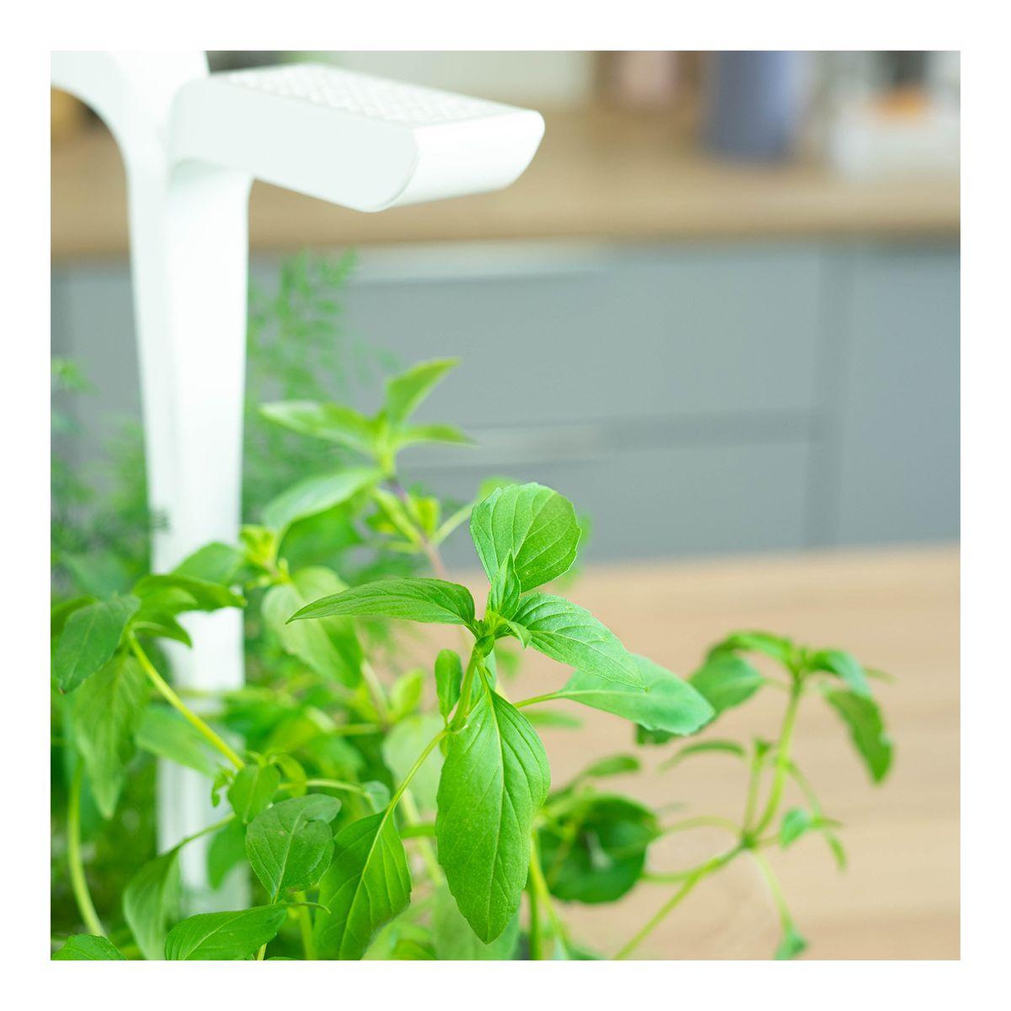 Voir la diapositive 3 : VERITABLE Recharge jardin d'intérieur Basilic Thai BIO