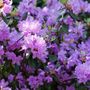 Voir la diapositive 3 : PLANT IN A BOX Buisson à fleurs - Set de 6 - Rhododendron catawbiense - Hauteur 25-40cm - ⌀9cm