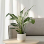 Voir la diapositive 4 : PLANT IN A BOX Fleur de lune - Set de 2 - Spathiphyllum 'Diamond' - Hauteur 40-50cm - ⌀12cm
