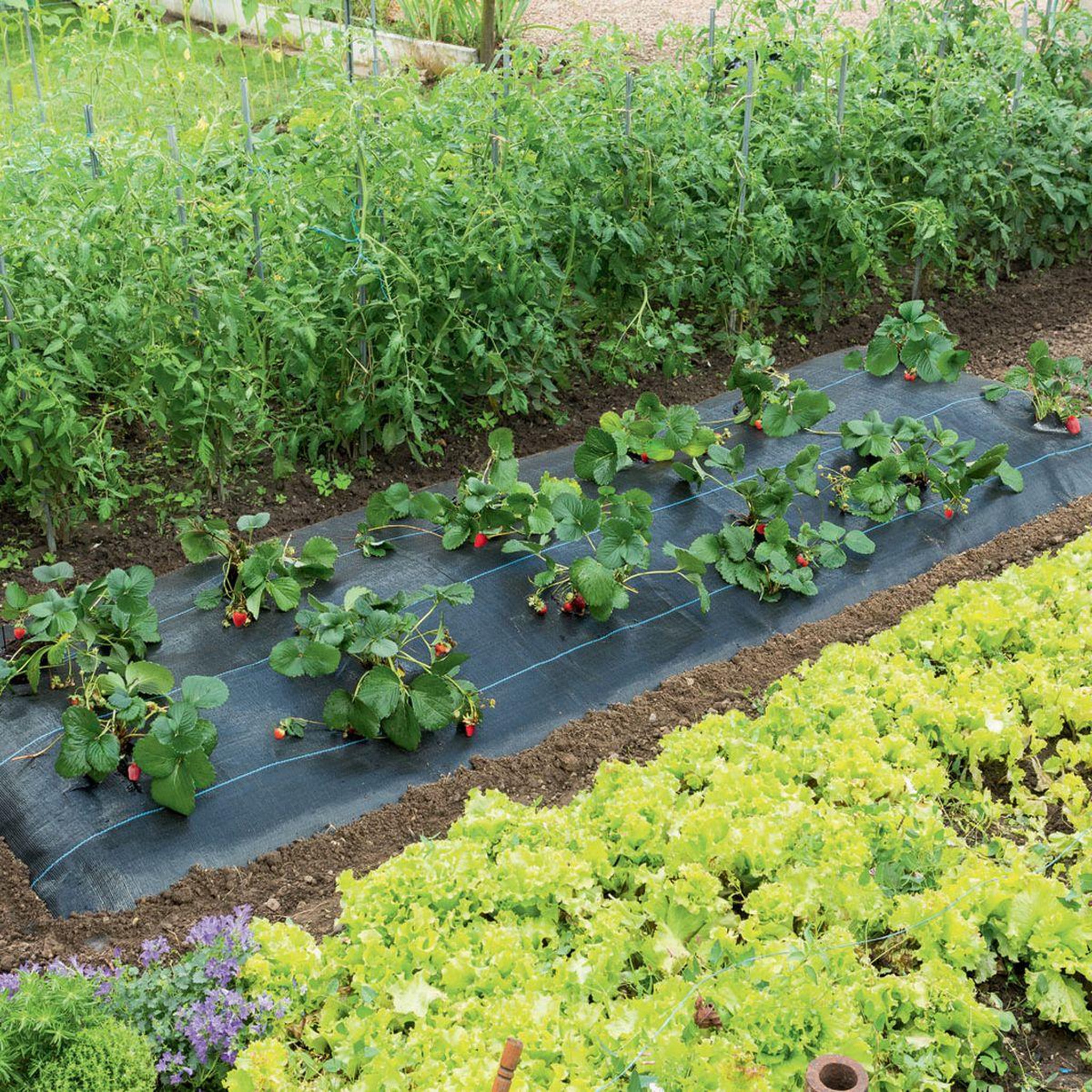 Nortene Paillage spécial fraises   Fresasol  - 1,50 x 5 m