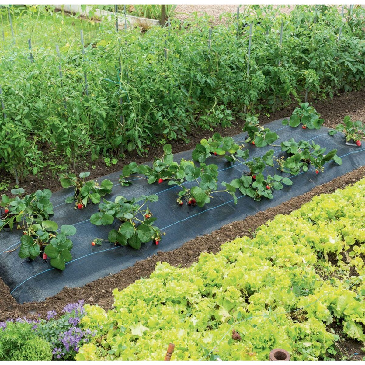 Nortene Paillage spécial fraises   Fresasol  - 1,50 x 5 m