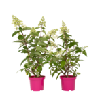 PLANT IN A BOX Hortensia - Set de 2 - Hydrangea paniculata 'Pinky Winky' - H25-40cm - ⌀19cm