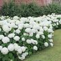 Voir la diapositive 4 : PLANT IN A BOX Hortensia - Set de 3 - Hydrangea macrophylla 'Wudu' - Hauteur 25-40cm - ⌀9cm