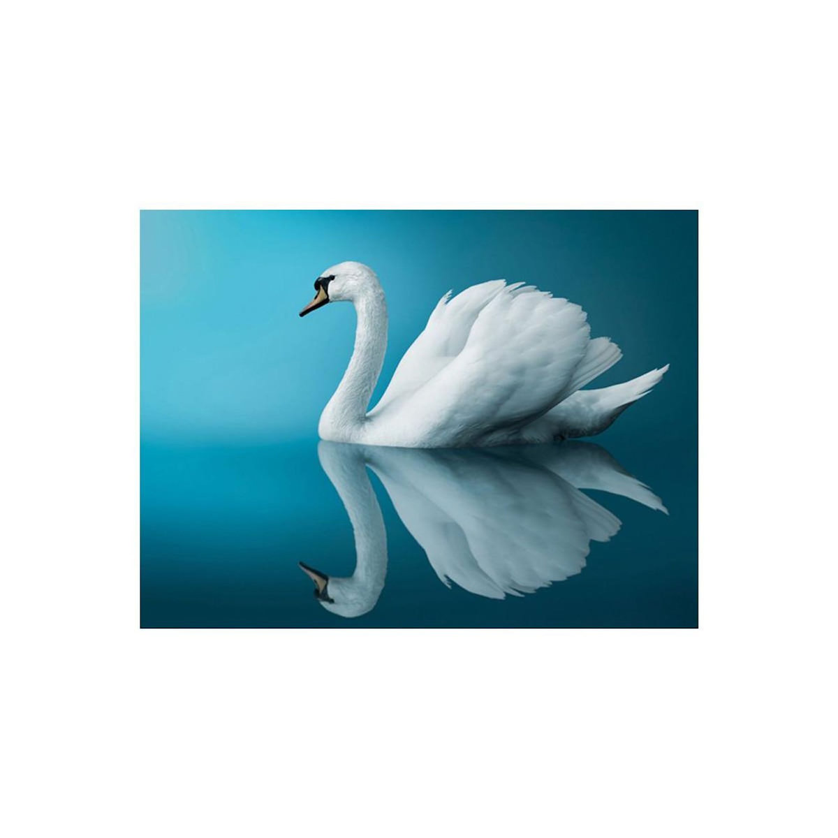Paris Prix Papier Peint  Cygne Réflexion
