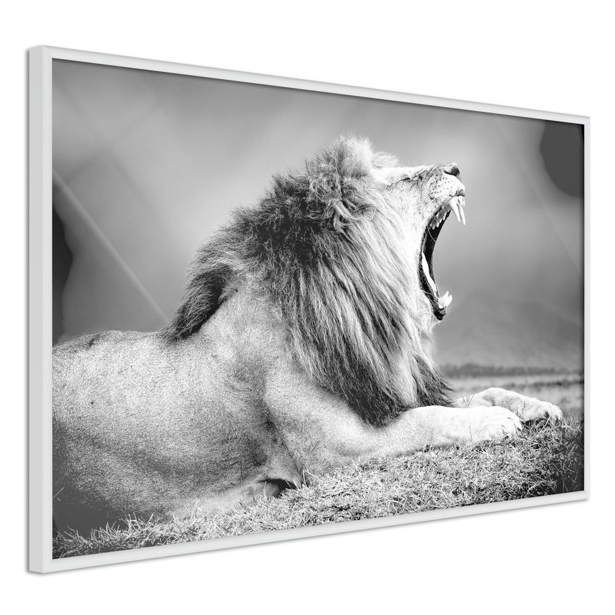 Paris Prix Affiche Murale Encadrée  Yawning Lion