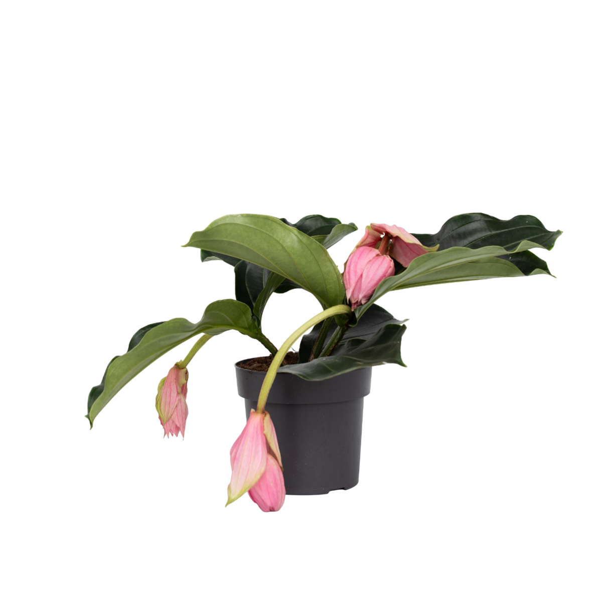 PLANT IN A BOX Medinille magnifique - Medinilla magnifica - Hauteur 40-50cm - ⌀17cm
