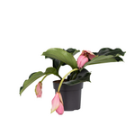 PLANT IN A BOX Medinille magnifique - Medinilla magnifica - Hauteur 40-50cm - ⌀17cm