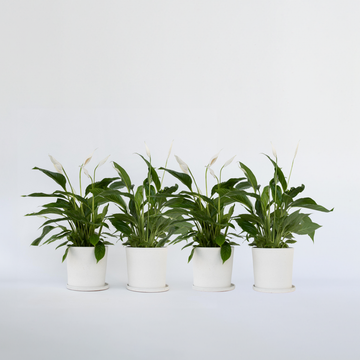 PLANT IN A BOX Fleur de lune - Set de 4 - Spathiphyllum 'Lima' - Hauteur 60-75cm - ⌀12cm