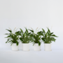 Voir la diapositive 6 : PLANT IN A BOX Fleur de lune - Set de 4 - Spathiphyllum 'Lima' - Hauteur 60-75cm - ⌀12cm