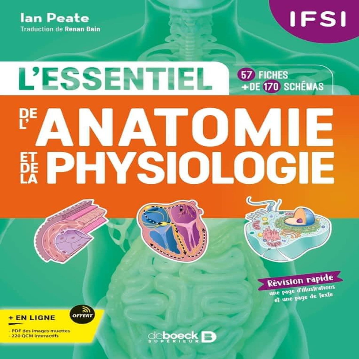 IFSI - L'ESSENTIEL DE L'ANATOMIE ET DE LA PHYSIOLOGIE. EDITION 2024, Peate Ian
