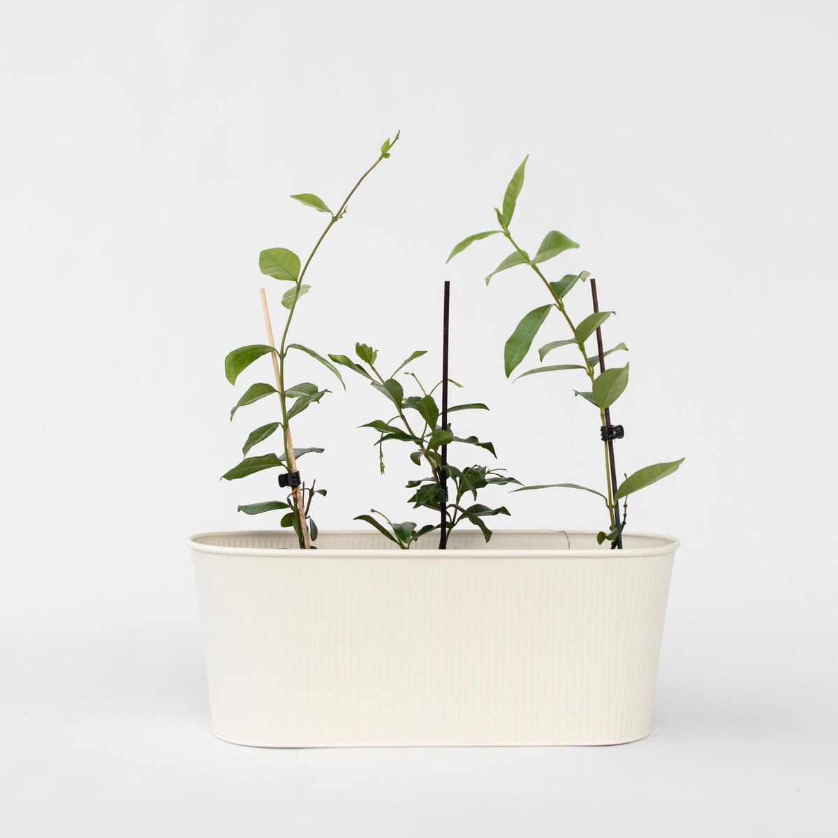 PLANT IN A BOX Jasmin étoilé - Set de 3 - Trachelospermum jasminoides - Hauteur 25-40cm - ⌀9cm