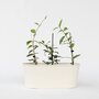 Voir la diapositive 5 : PLANT IN A BOX Jasmin étoilé - Set de 3 - Trachelospermum jasminoides - Hauteur 25-40cm - ⌀9cm