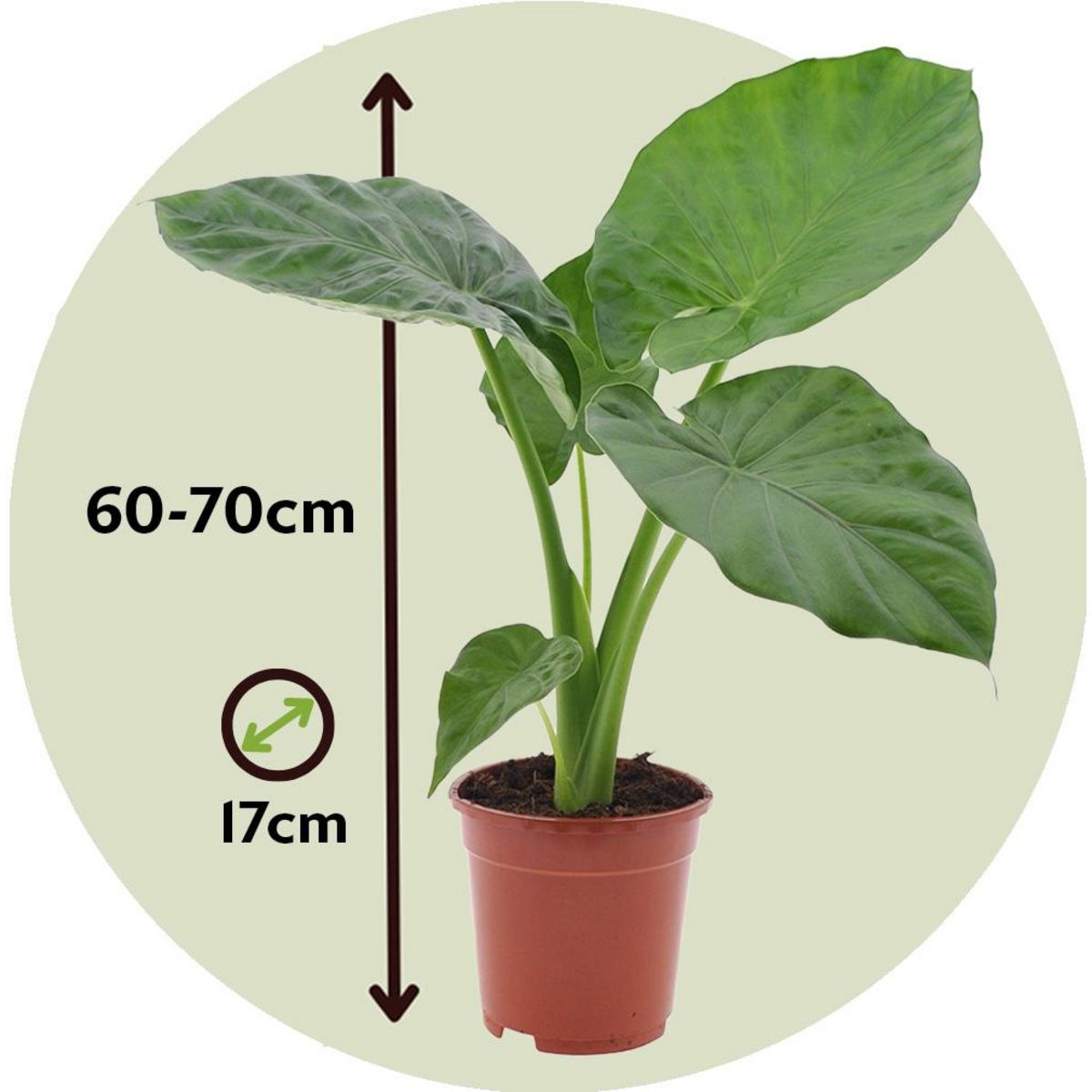 PLANT IN A BOX Plante à grandes feuilles - Set de 2 - Alocasia Macrorrhizos - H60-70cm - ⌀17cm